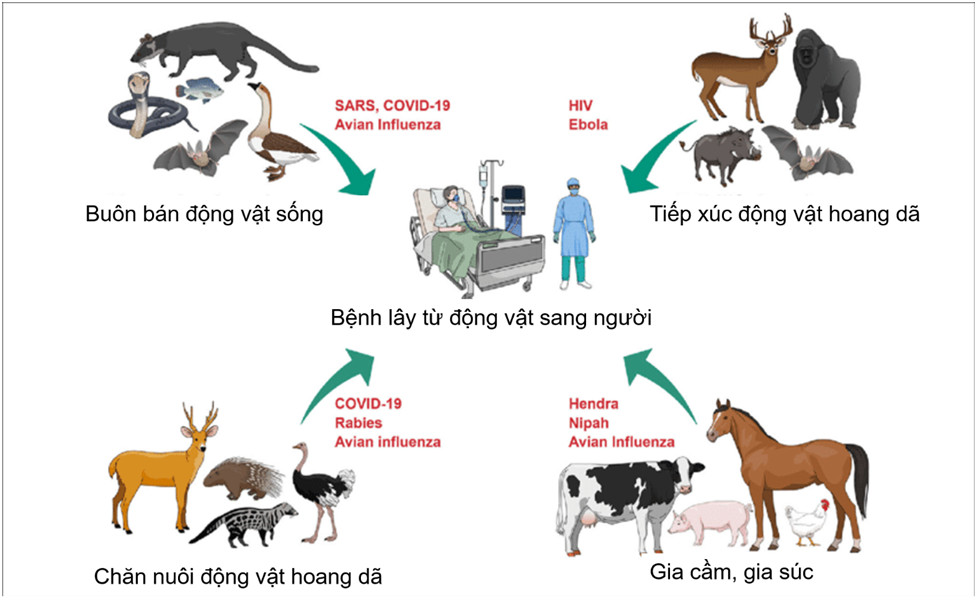 TĂNG CƯỜNG CÔNG TÁC PHÒNG, CHỐNG CÁC BỆNH LÂY TRUYỀN TỪ ĐỘNG VẬT SANG NGƯỜI